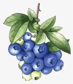 Blueberries Png, Transparent Png, Free Download