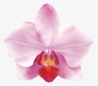 Pink Orchid Png , Png Download, Transparent Png, Free Download