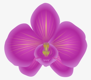 Orchid Png, Transparent Png, Free Download