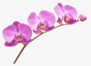 Orchids Transparent Png Clip Art Image, Png Download, Free Download