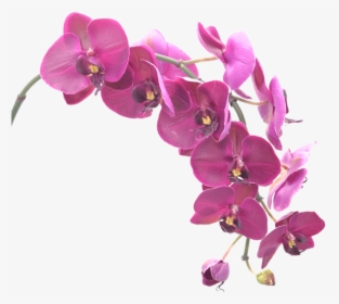 Orchid, Image V, HD Png Download, Free Download