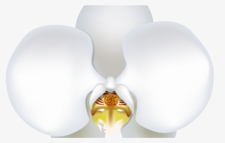 White Orchid Png Clipart Best Web Clipart, Transparent Png, Free Download