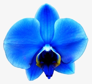 Orchid Transparent Blue, HD Png Download, Free Download