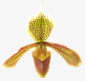 #paphiopedilum #idaleciosantos #orchid #orchids #orchideas,, HD Png Download, Free Download