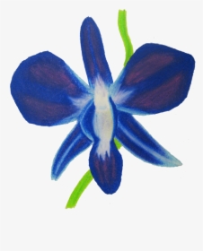 Orchid Clipart Blue Orchid, HD Png Download, Free Download