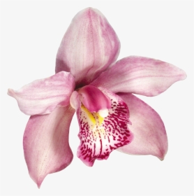 Pink Orchids, Orchid Flowers, Pansies, Hawaiian, Decoupage,, HD Png Download, Free Download