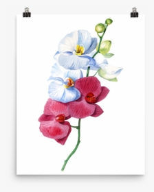 Transparent Orchid Png, Png Download, Free Download