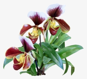 Flowers, Orchids, Slipper Orchid, Exotic, Tropical, HD Png Download, Free Download