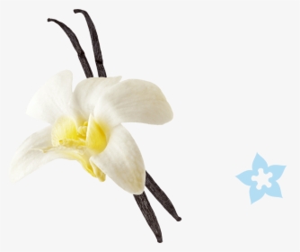 Moth-orchid, HD Png Download, Free Download