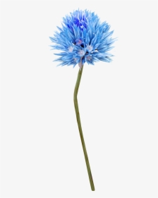 Blue Thistle Flowers Png Background, Transparent Png, Free Download