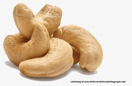 Cashew Nut Illustrations Pictures, HD Png Download, Free Download