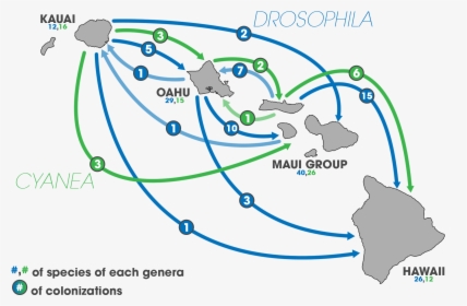 Hawaii Speciation, HD Png Download, Free Download