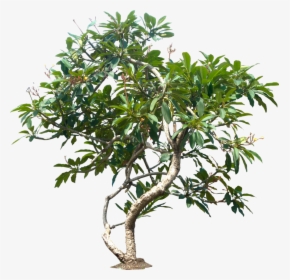 Jungle Tree Png, Transparent Png, Free Download