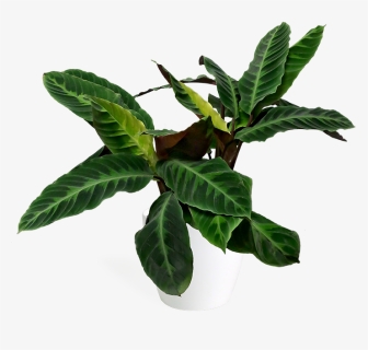 Jungle Leaves Png -calathea Jungle Velvet Large, Transparent Png, Free Download