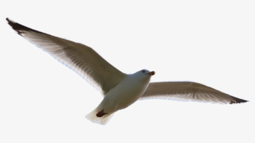 Seagull, HD Png Download, Free Download