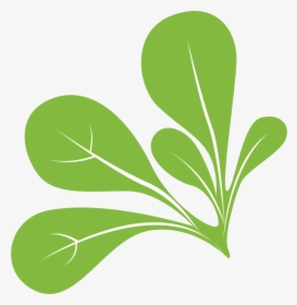 Spinach Png, Transparent Png, Free Download