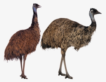 Ostrich Png Transparent Image, Png Download, Free Download