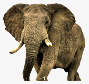 Elephant Png Free Download, Transparent Png, Free Download