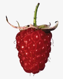 Rraspberry Png Image, Transparent Png, Free Download