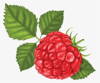 Raspberry Png, Transparent Png, Free Download