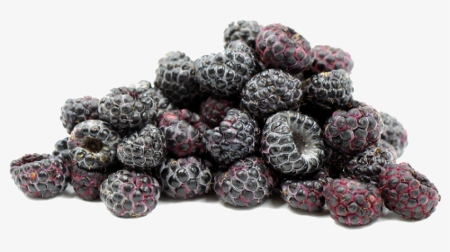 Mulberry, HD Png Download, Free Download