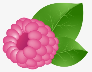 Transparent Raspberry Png, Png Download, Free Download