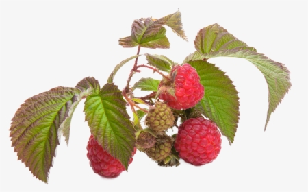 Raspberry Png, Transparent Png, Free Download