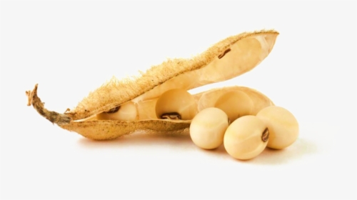 Soybean Png Clipart, Transparent Png, Free Download