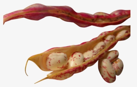 Bean Png, Transparent Png, Free Download