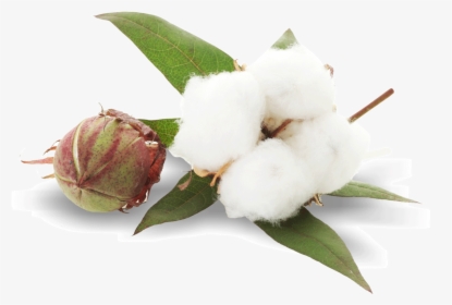 Cotton Plant Png Image, Transparent Png, Free Download