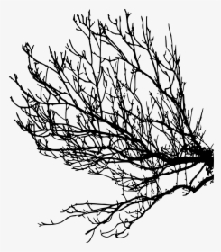 Free Tree Branch Silhouette Png, Transparent Png, Free Download