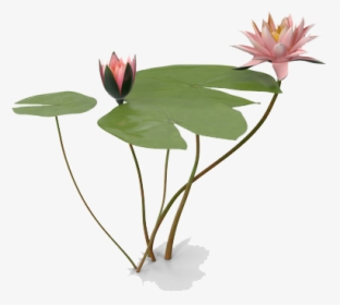 Water Lily Png Photo, Transparent Png, Free Download