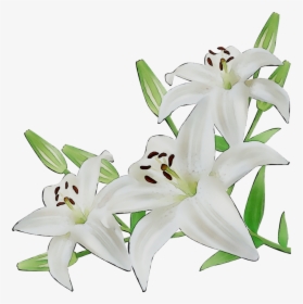 Lily Cut Flowers White Illustration, HD Png Download, Free Download