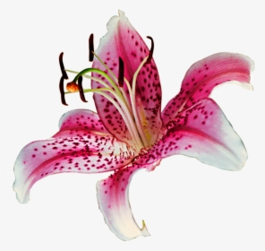 Download Lily Png Transparent, Png Download, Free Download