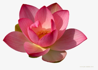 Water Lily Png Transparent, Png Download, Free Download