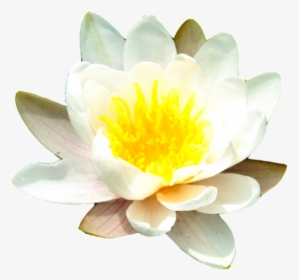 Water Lily Free Png Image, Transparent Png, Free Download