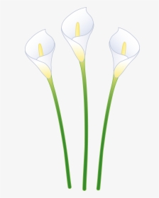 Free Calla Lily Png, Transparent Png, Free Download