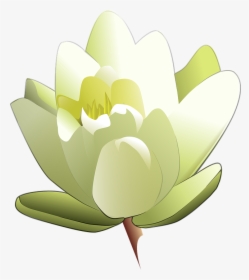 Leland Mcinnes Water Lily Svg Clip Arts, HD Png Download, Free Download