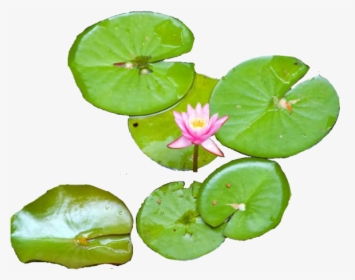 Water Lily Png Transparent Images, Png Download, Free Download