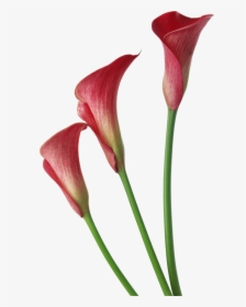 Red Transparent Calla Lilies Flowers Clipart Lilies, HD Png Download, Free Download