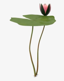 Water Lily Png Picture, Transparent Png, Free Download