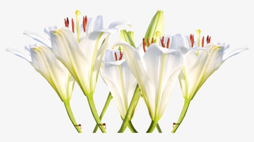 Lily Png, Transparent Png, Free Download