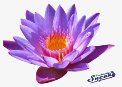 Transparent Water Lilies Png, Png Download, Free Download
