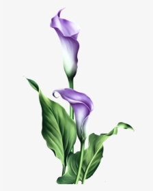 Lily Png, Transparent Png, Free Download