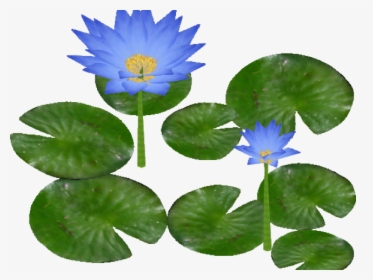 Water Lily Png Transparent Images, Png Download, Free Download