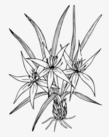 Sand Lily Clip Arts, HD Png Download, Free Download