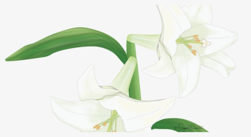 Lily, HD Png Download, Free Download