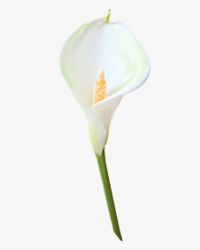 Giant White Arum Lily, HD Png Download, Free Download