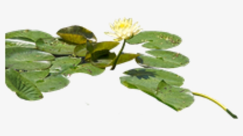 Water Lily Png Transparent Images, Png Download, Free Download