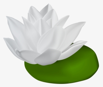 White Water Lily Transparent Png Clip Art Image, Png Download, Free Download